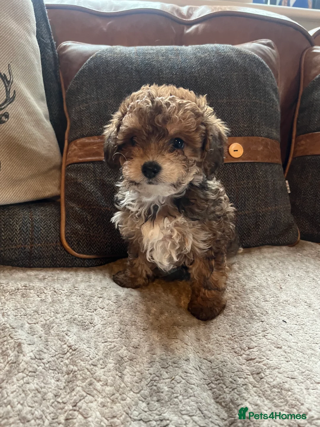 Shihpoo dogs for sale: Imperial Shitzu x toy poodle (3/4 Toy Poodles )    - Advert 4