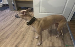 Whippet dogs for sale: 17 month old Male Whippet - Image 4