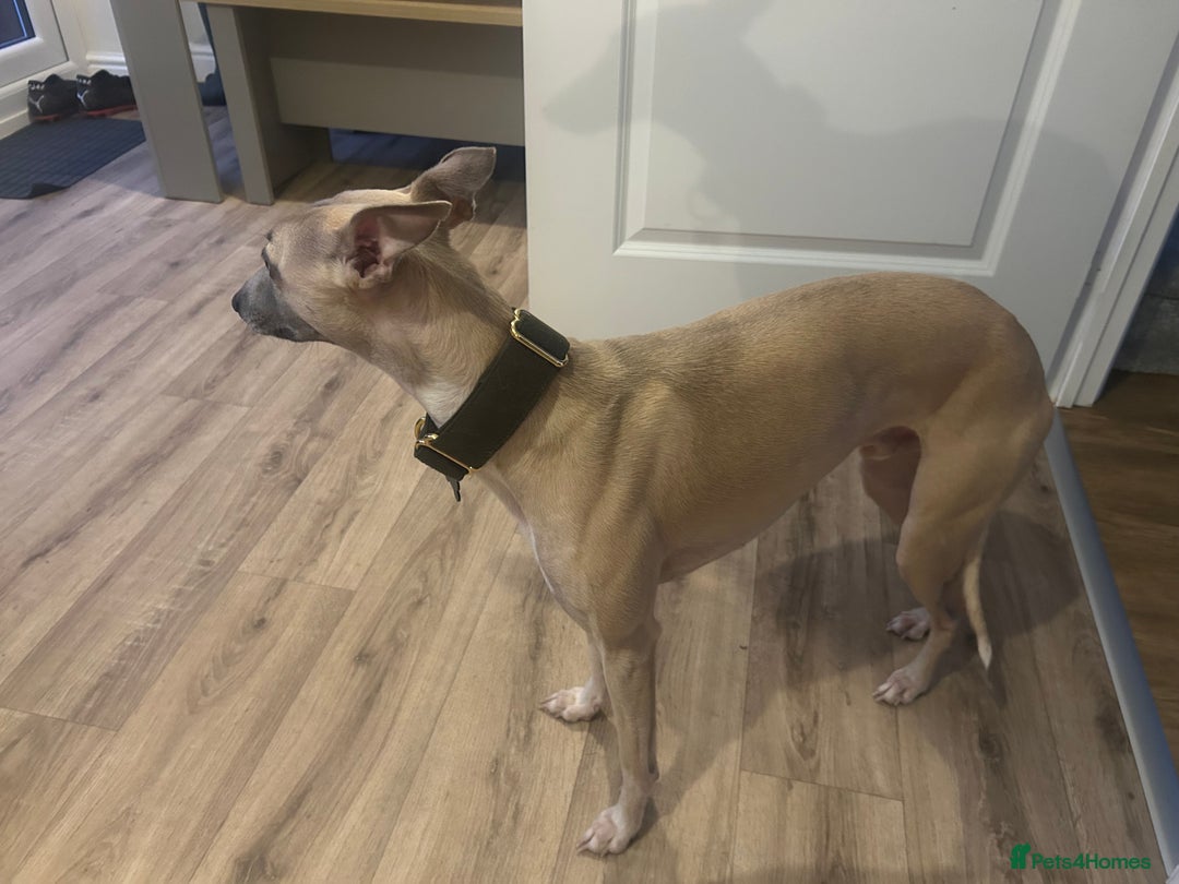 Whippet dogs for sale: 17 month old Male Whippet - Image 4