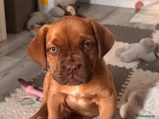 Dogue De Bordeaux dogs Beautiful Girl looking for forever home - Advert 1
