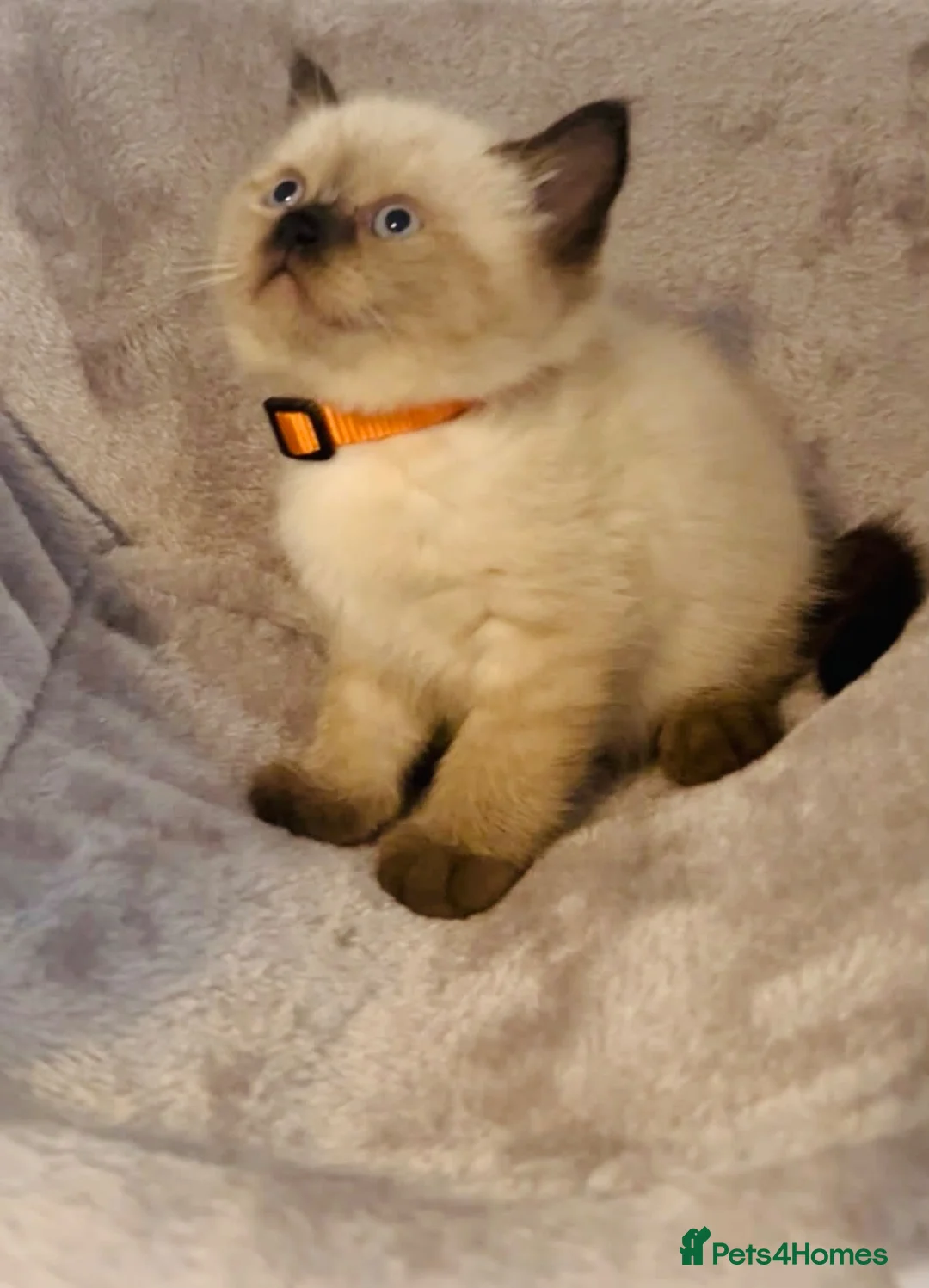 Himalayan cats for sale: Gorgeous Himalayan Persian kittens  - Advert 2