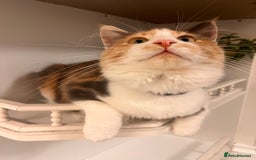 Ragdoll cats for sale: Beautiful Ragdoll Kittens  - Advert 14