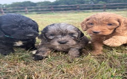 Cockapoo dogs for sale: Ready to leave Beautiful merle & gold  Cockapoos  - Image 28