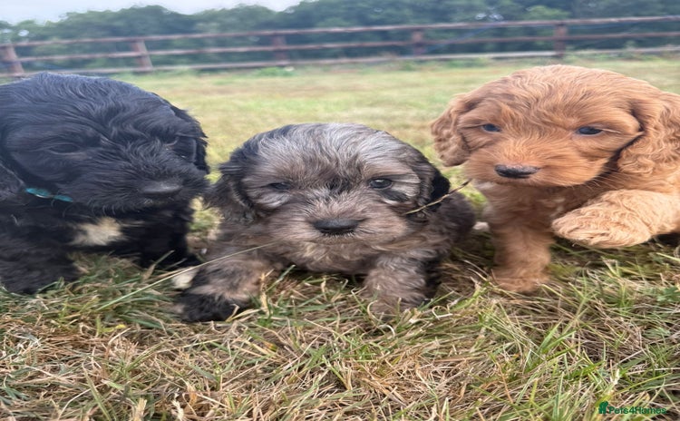 Cockapoo dogs - Advert 2