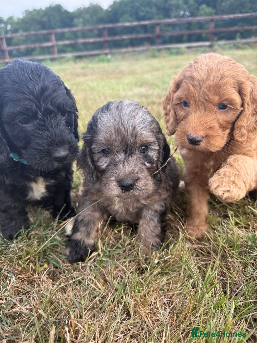Cockapoo dogs for sale: Ready to leave Beautiful merle & gold  Cockapoos  - Image 28