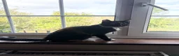 Mixed Breed cats for sale: Mixed Exotic Kittens - Advert 8