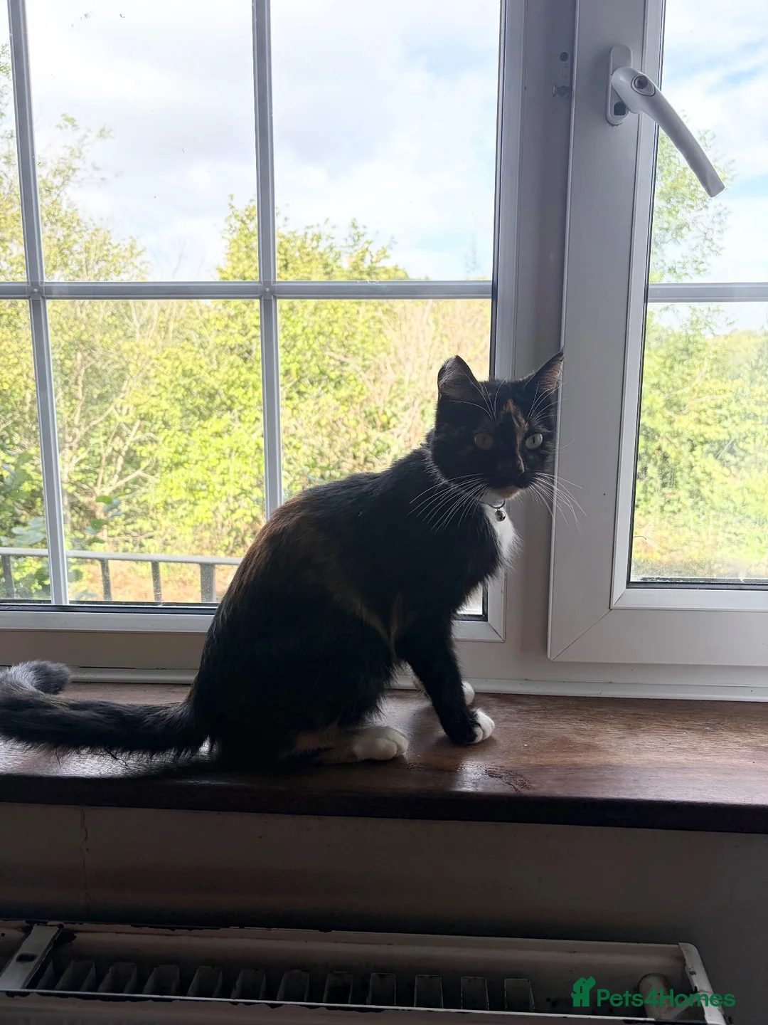 Mixed Breed cats for sale: Mixed Exotic Kittens - Advert 8
