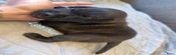 Staffordshire Bull Terrier dogs for sale: 10 Gorgeous Brindle Pups  - Advert 17