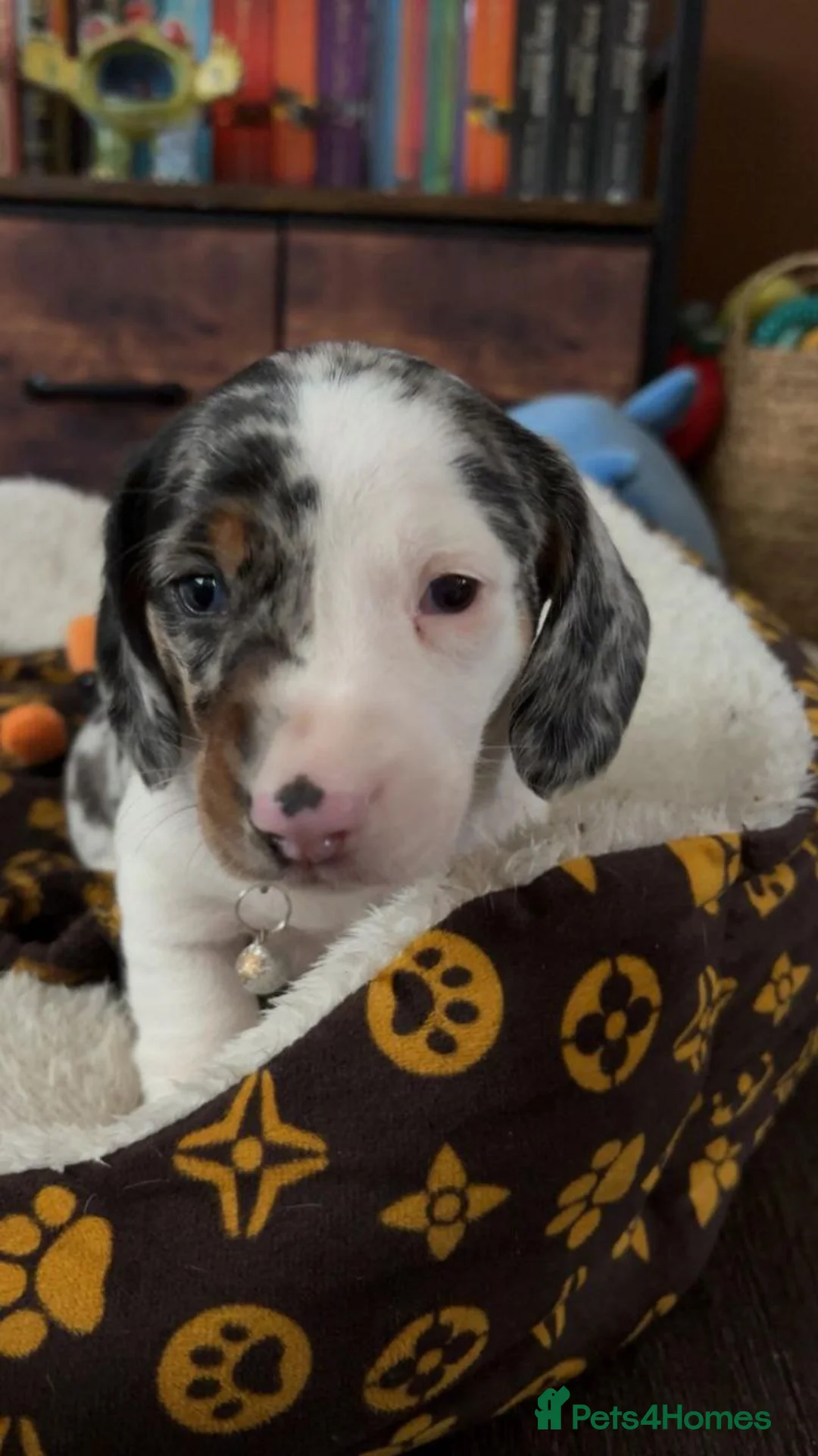 Miniature Dachshund dogs for sale: Beautiful Miniature Dachshund puppies in Glasgow - Advert 1