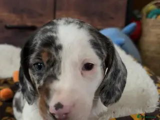 Miniature Dachshund dogs Beautiful Miniature Dachshund puppies in Glasgow - Advert 1