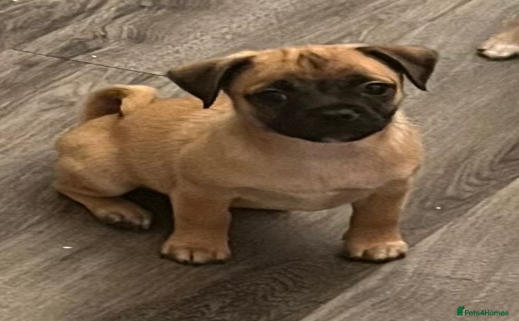 Mixed Breed dogs - Advert 2