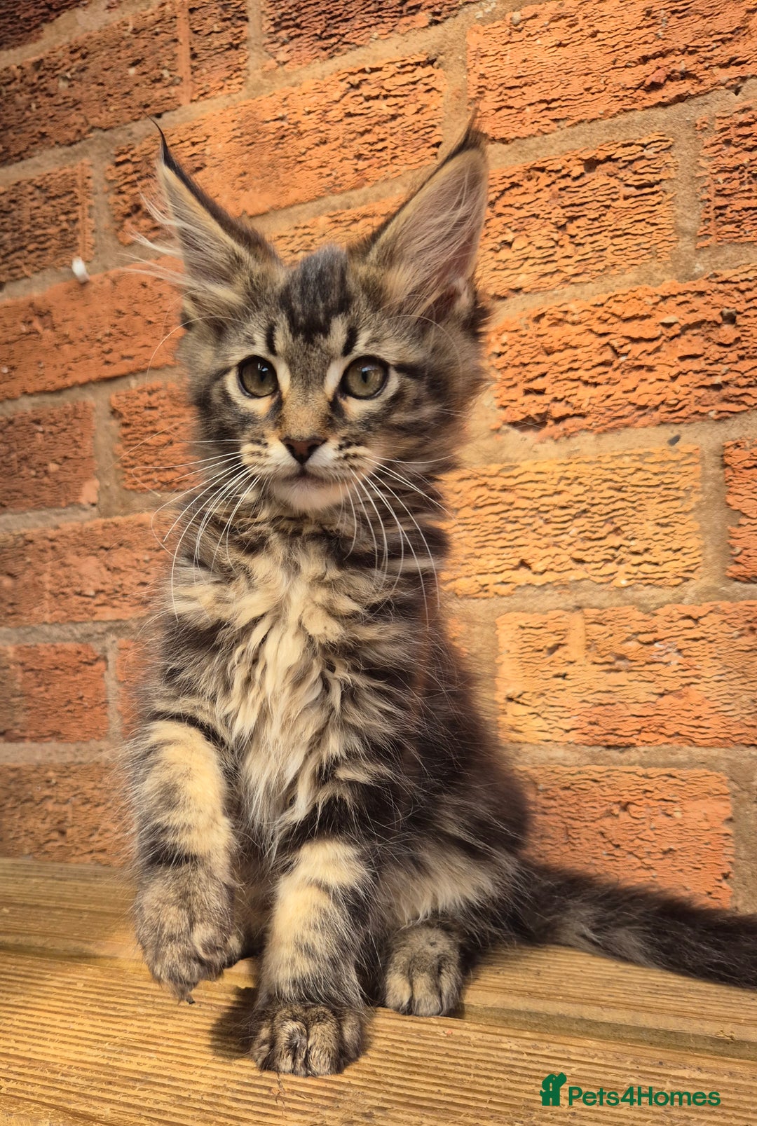 Maine Coon cats for sale: Beautiful Maine Coon kittens - Image 11