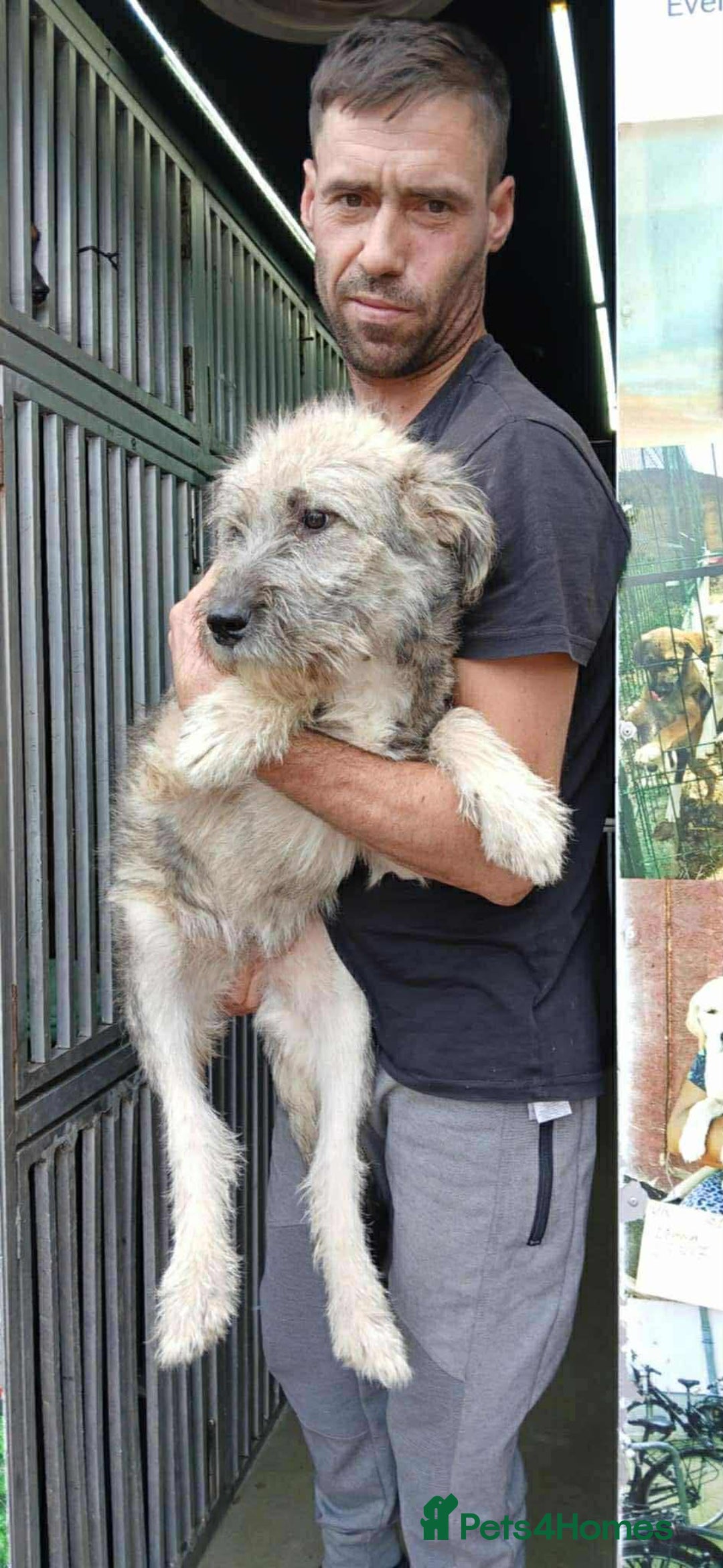 Mixed Breed dogs for adoption: Lianne - Image 9