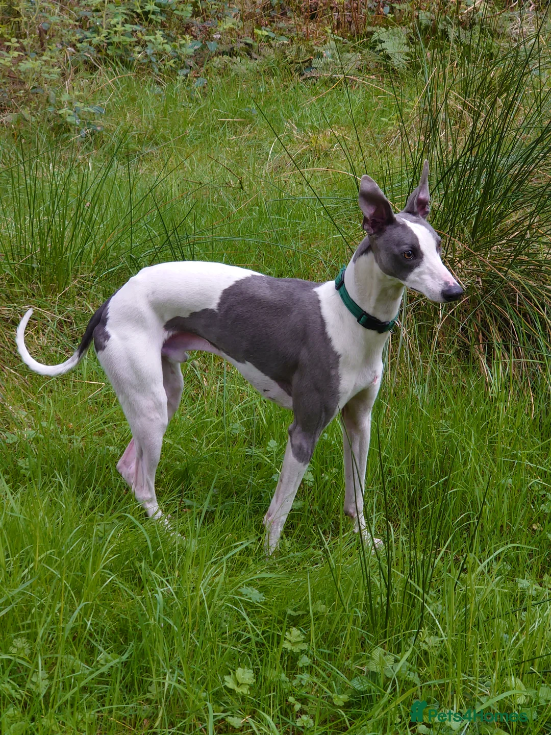 Whippet dogs for stud: Full cream kc and blue white parti kc for stud in Crook - Advert 20