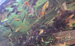 Live Bearers fish for sale: 10 for £10 guppies. All ages. Bright colours. - Image 5