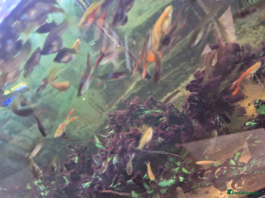 Live Bearers fish for sale: 10 for £10 guppies. All ages. Bright colours. - Image 5