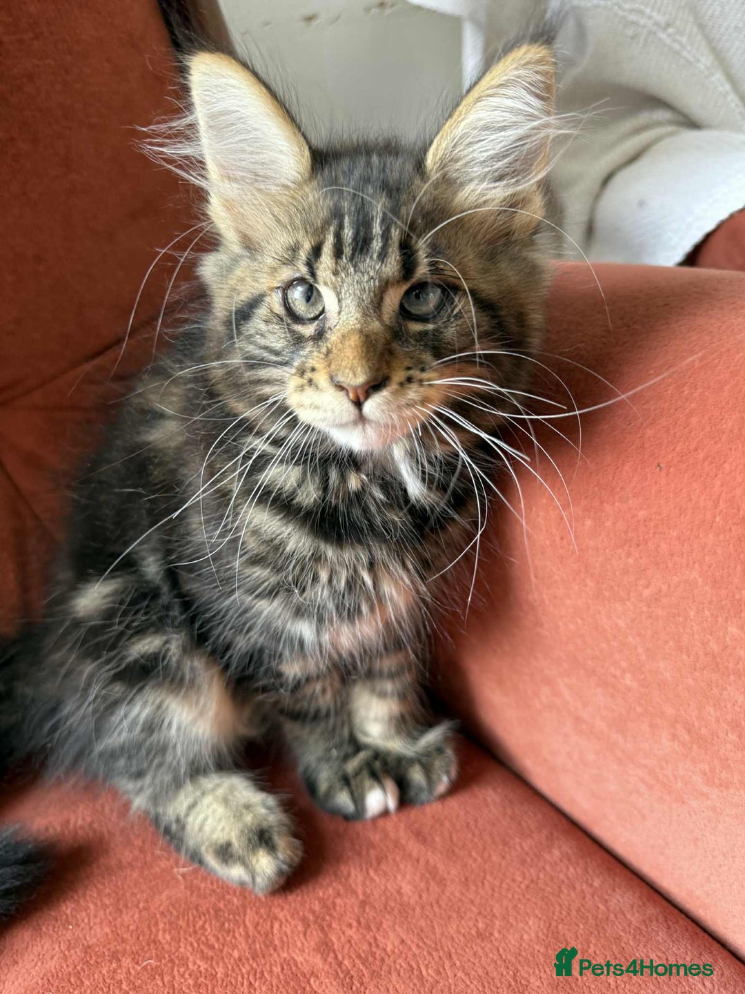 Maine Coon cats for sale: Maine coon - Image 28