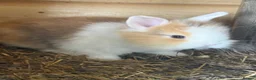 Lionhead rabbits for sale: Various colour lion head bunnies  - Advert 9