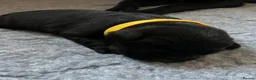 Labrador Retriever dogs for sale: Beautiful Black Labrador Retriever Puppies - Advert 4