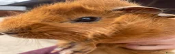 Guinea Pig rodents for sale: Beautiful Baby Guinea Pig Boy Pairs  - Advert 5