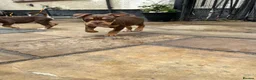 Old Tyme Bulldog dogs for sale: LAST TWO OLD TYME BULLDOG  - Advert 2