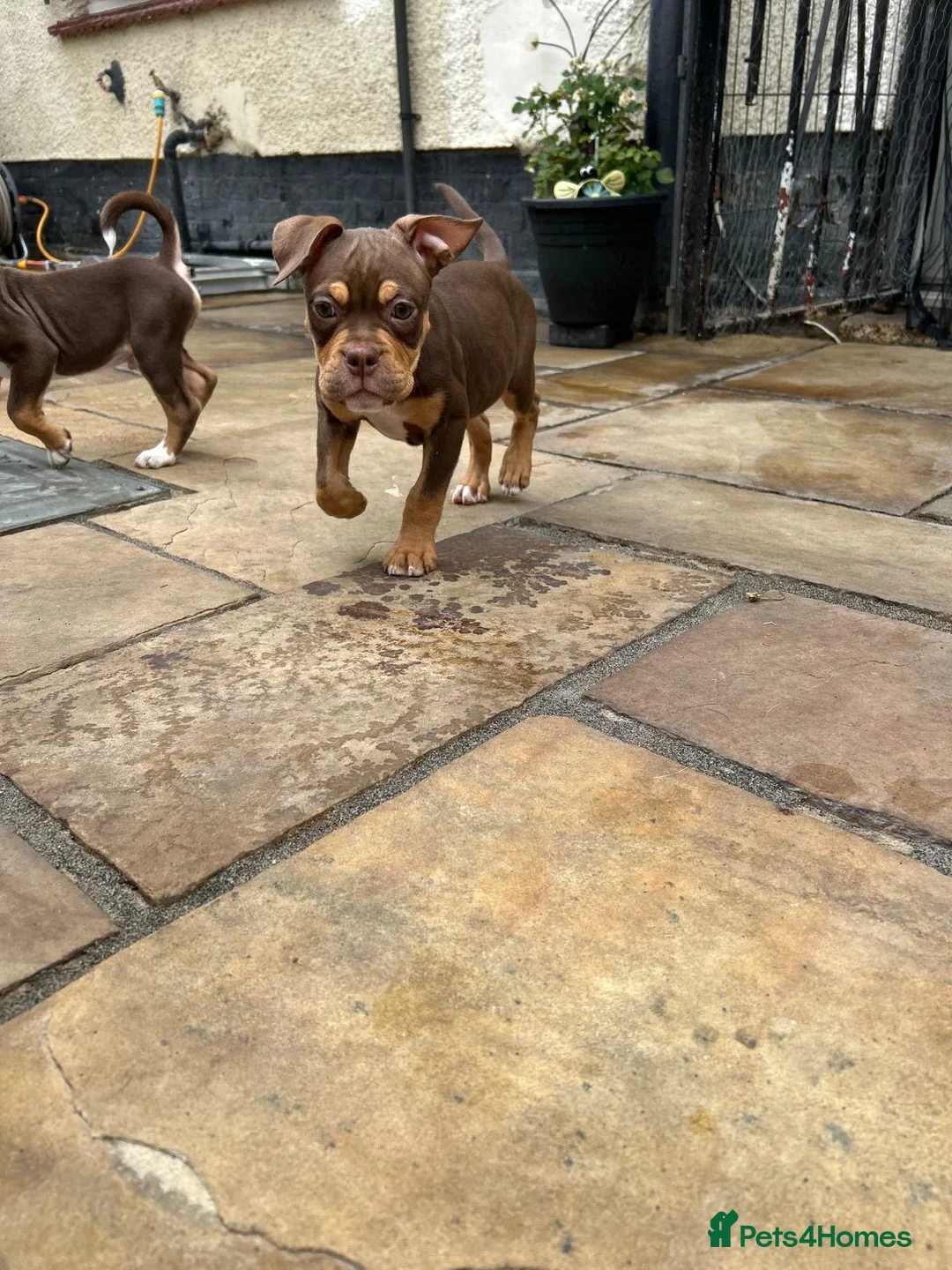 Old Tyme Bulldog dogs for sale: LAST TWO OLD TYME BULLDOG  - Advert 2