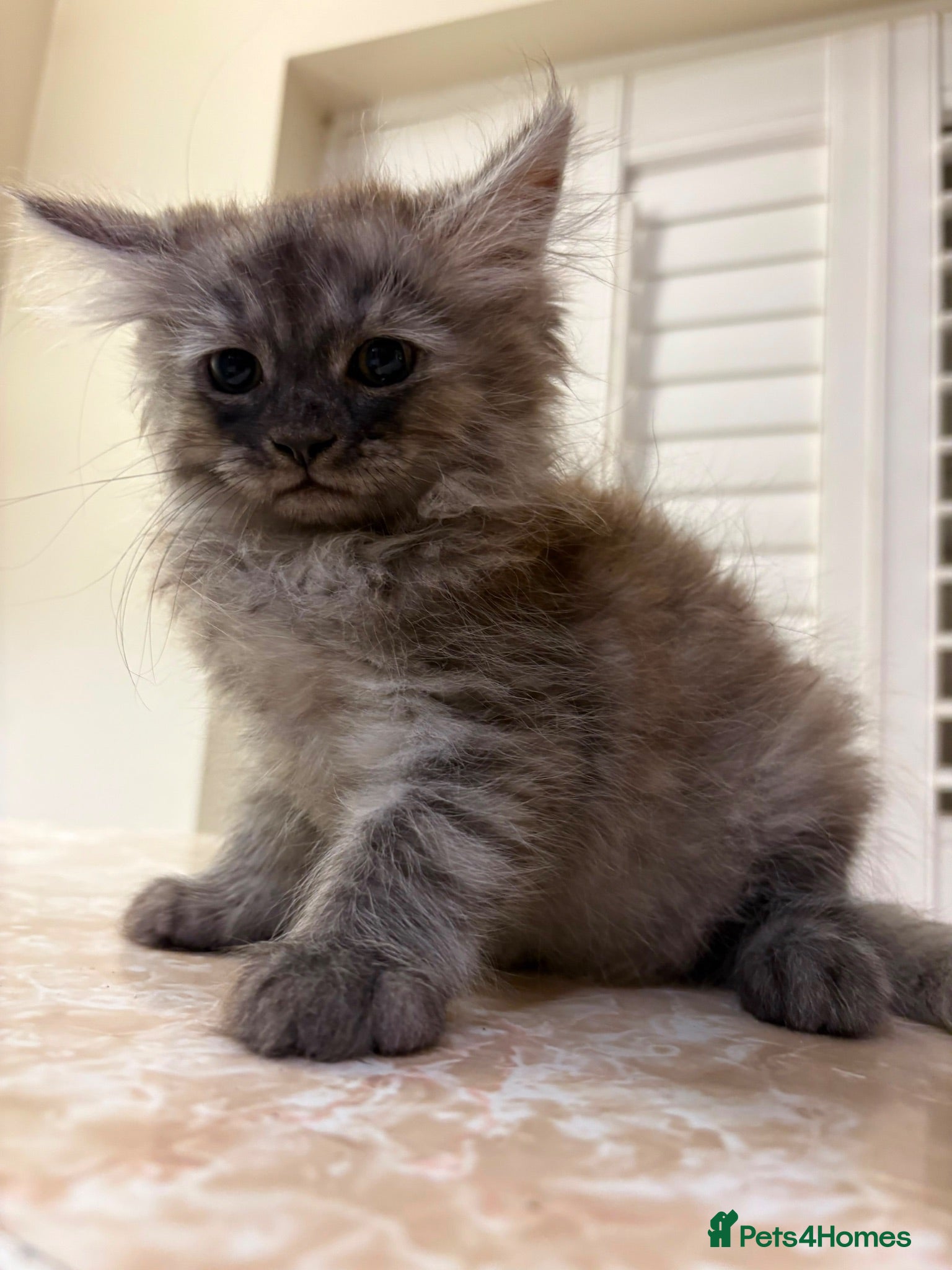 Mixed Breed cats 3 Dark grey mixed persian chinchilla kittens - Advert 8