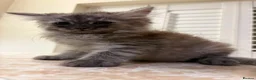 Mixed Breed cats for sale: 3 Dark grey mixed persian chinchilla kittens - Advert 3