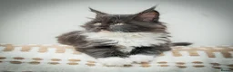 Maine Coon cats for sale: Stunning Maine Coon Kittens – Ready Now - Advert 18