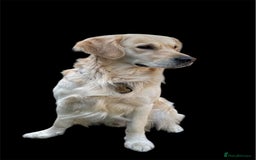 Golden Retriever dogs for sale: Beautiful KC Registered Golden Retriever Puppies - Image 17