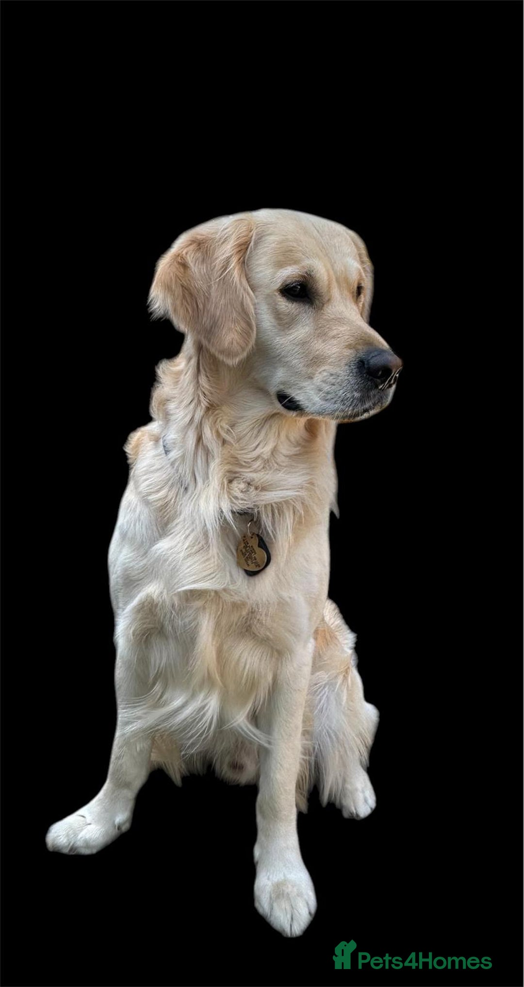 Golden Retriever dogs for sale: Beautiful KC Registered Golden Retriever Puppies - Image 17