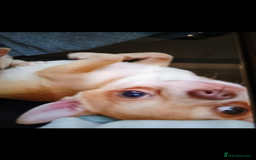 Chihuahua dogs for sale: KC registered xsmall male chihuahua for sale - Image 7