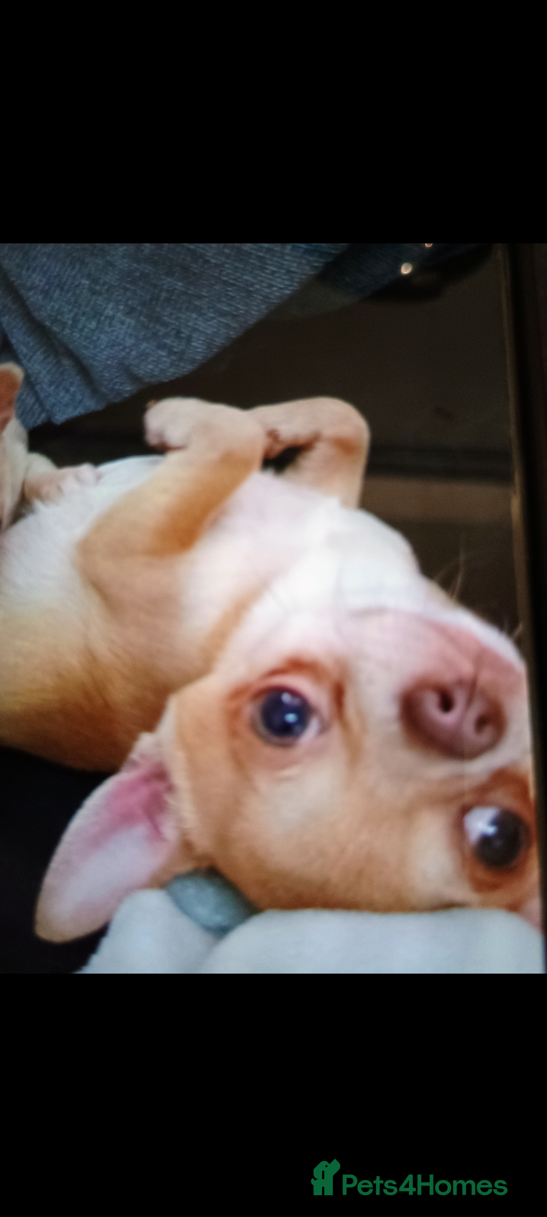 Chihuahua dogs for sale: KC registered xsmall male chihuahua for sale - Image 7