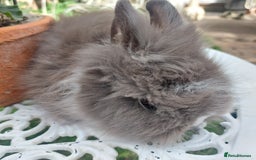 Lionhead rabbits for sale: PUREBRED DOUBLE/TEDDY LION HEAD BABIES  - Image 11
