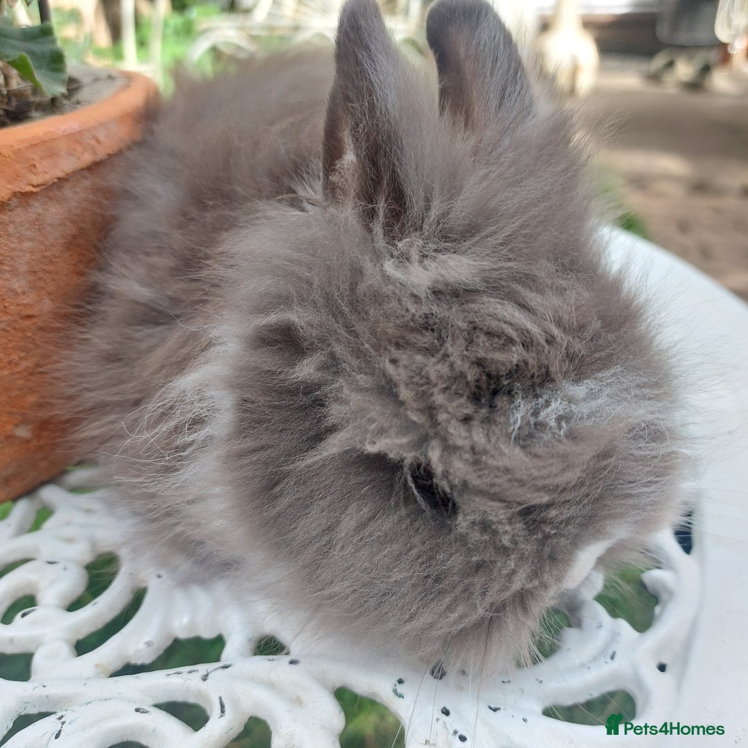 Lionhead rabbits for sale: PUREBRED DOUBLE/TEDDY LION HEAD BABIES  - Image 11