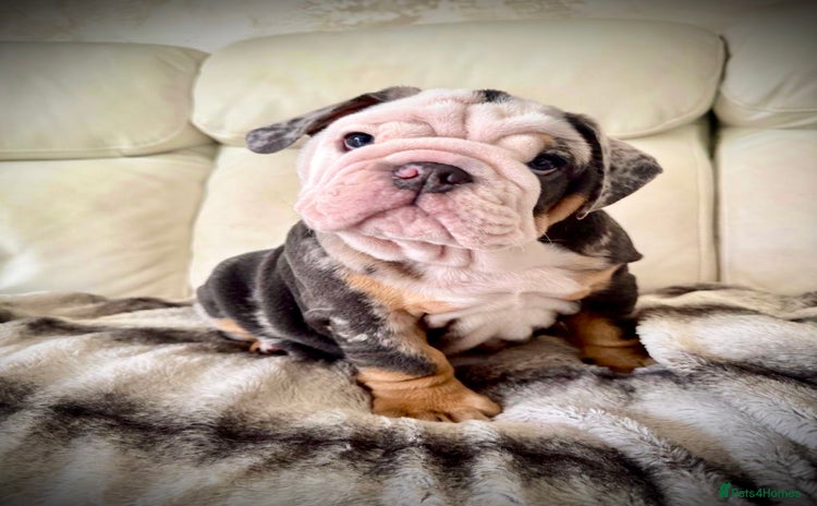English Bulldog dogs - Advert 2