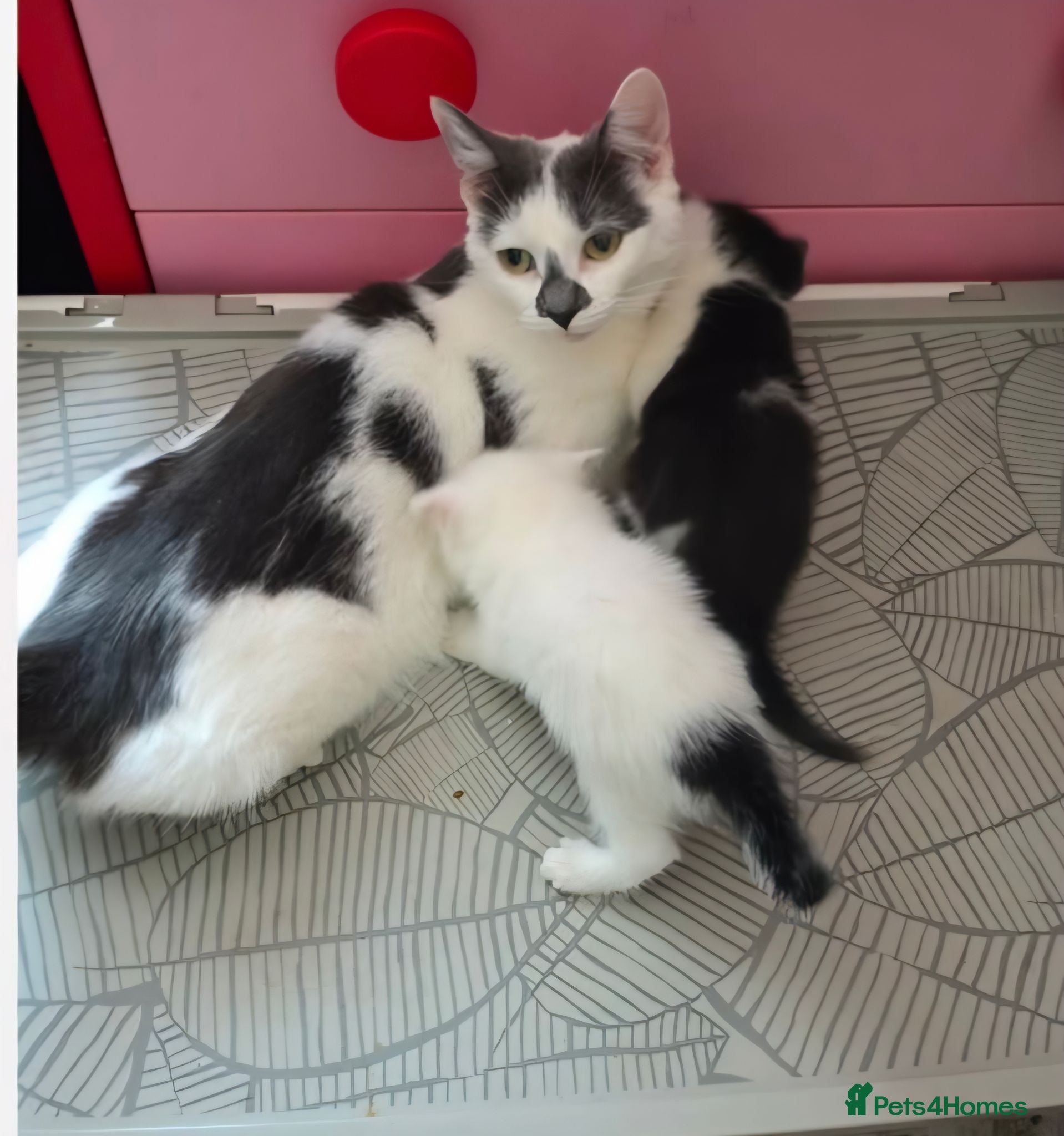 Domestic Shorthair cats LOOKING FOR A LOVING HOME — 2 BABY BOYS AND MUM  - Advert 7