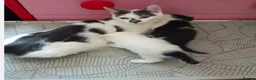 Domestic Shorthair cats for sale: LOOKING FOR A LOVING HOME — 2 BABY BOYS AND MUM  in King's Lynn - Advert 1