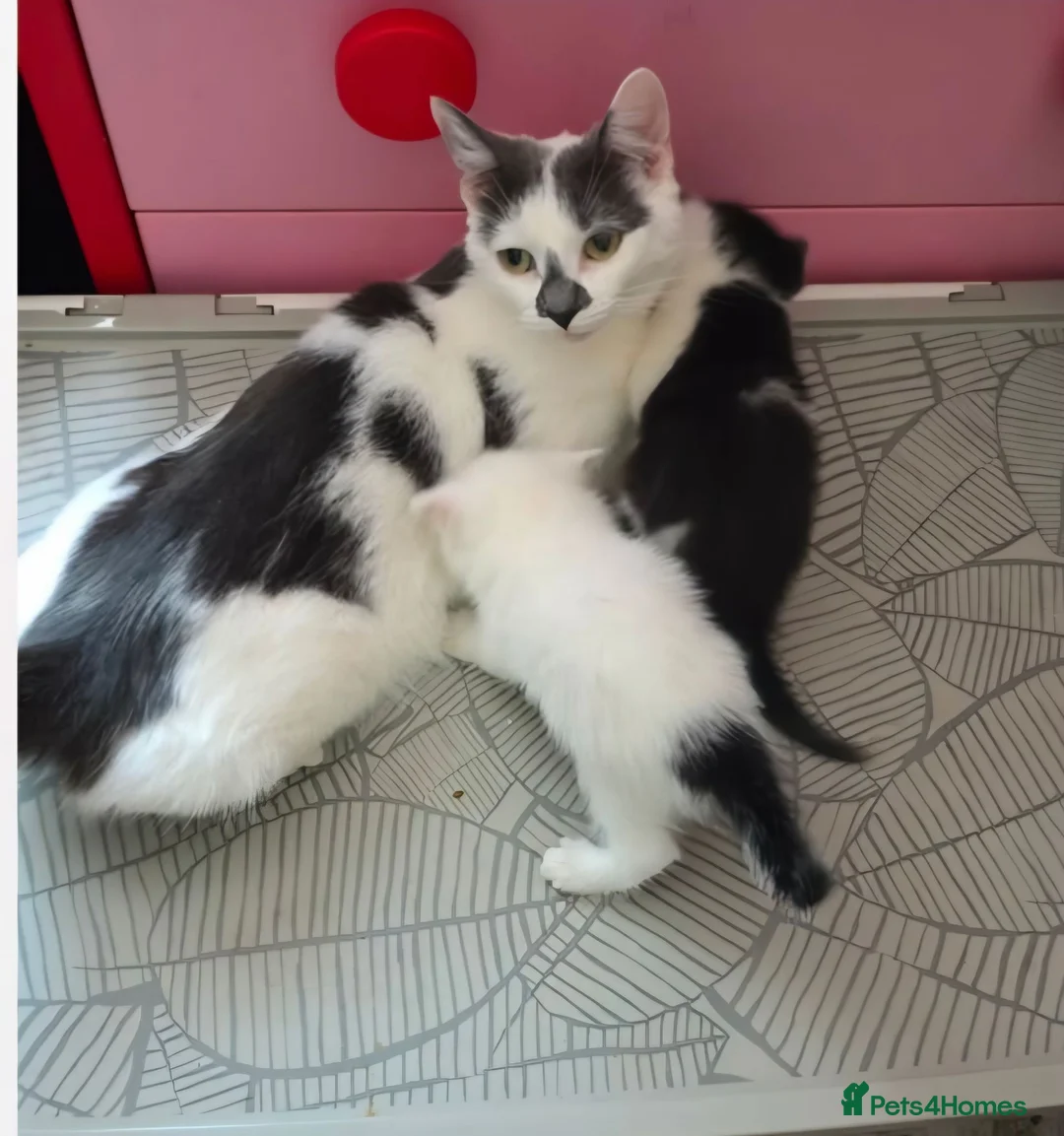 Domestic Shorthair cats for sale: LOOKING FOR A LOVING HOME — 2 BABY BOYS AND MUM  in King's Lynn - Advert 1