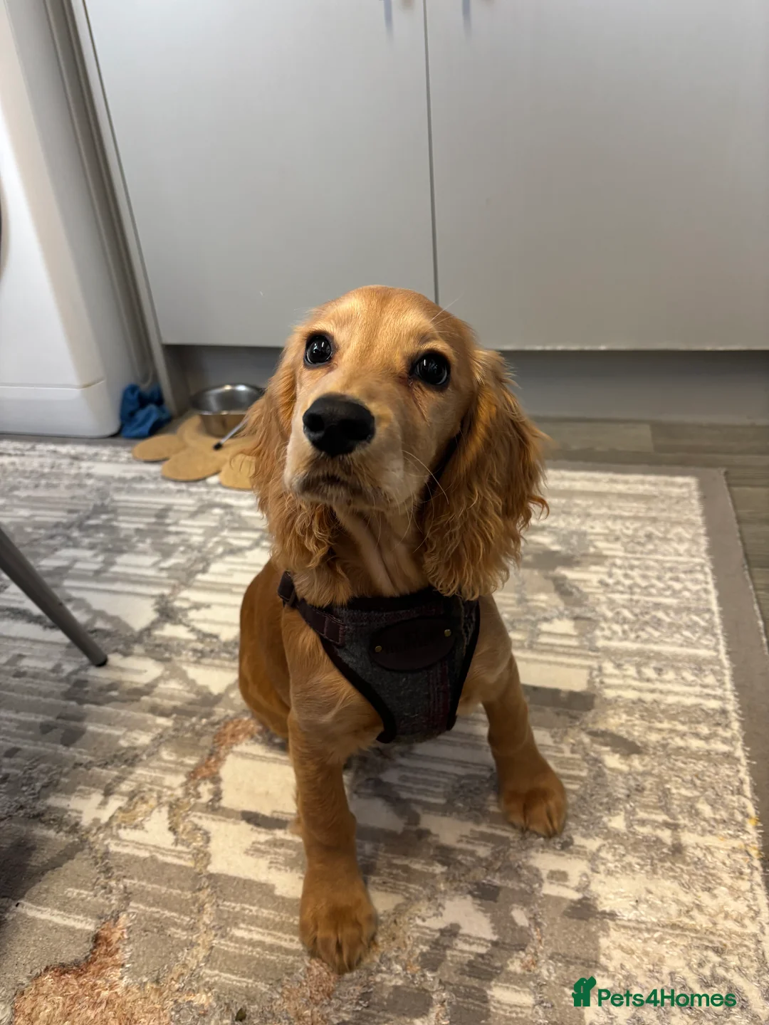 Cocker Spaniel dogs for sale: Cocker spaniel in Bradford - Advert 1