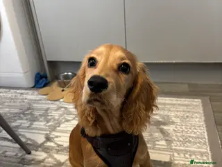 Cocker Spaniel dogs Cocker spaniel - Advert 15