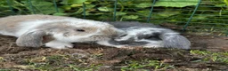 French Lop rabbits for sale: 🩷💙 French lop Kits ready to go 2nd June 🩷💙 - Advert 5