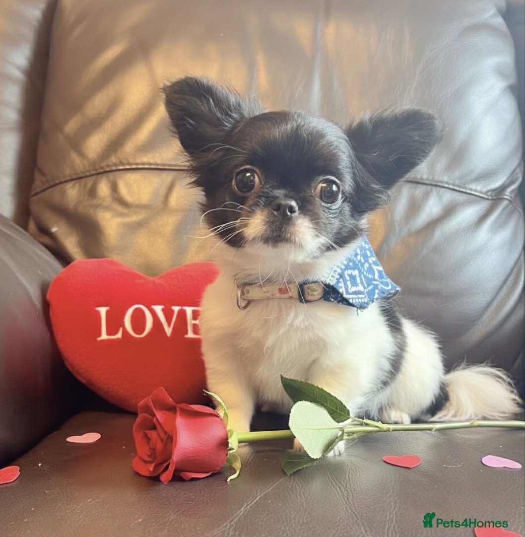 Chihuahua dogs Chihuahua  - Advert 8