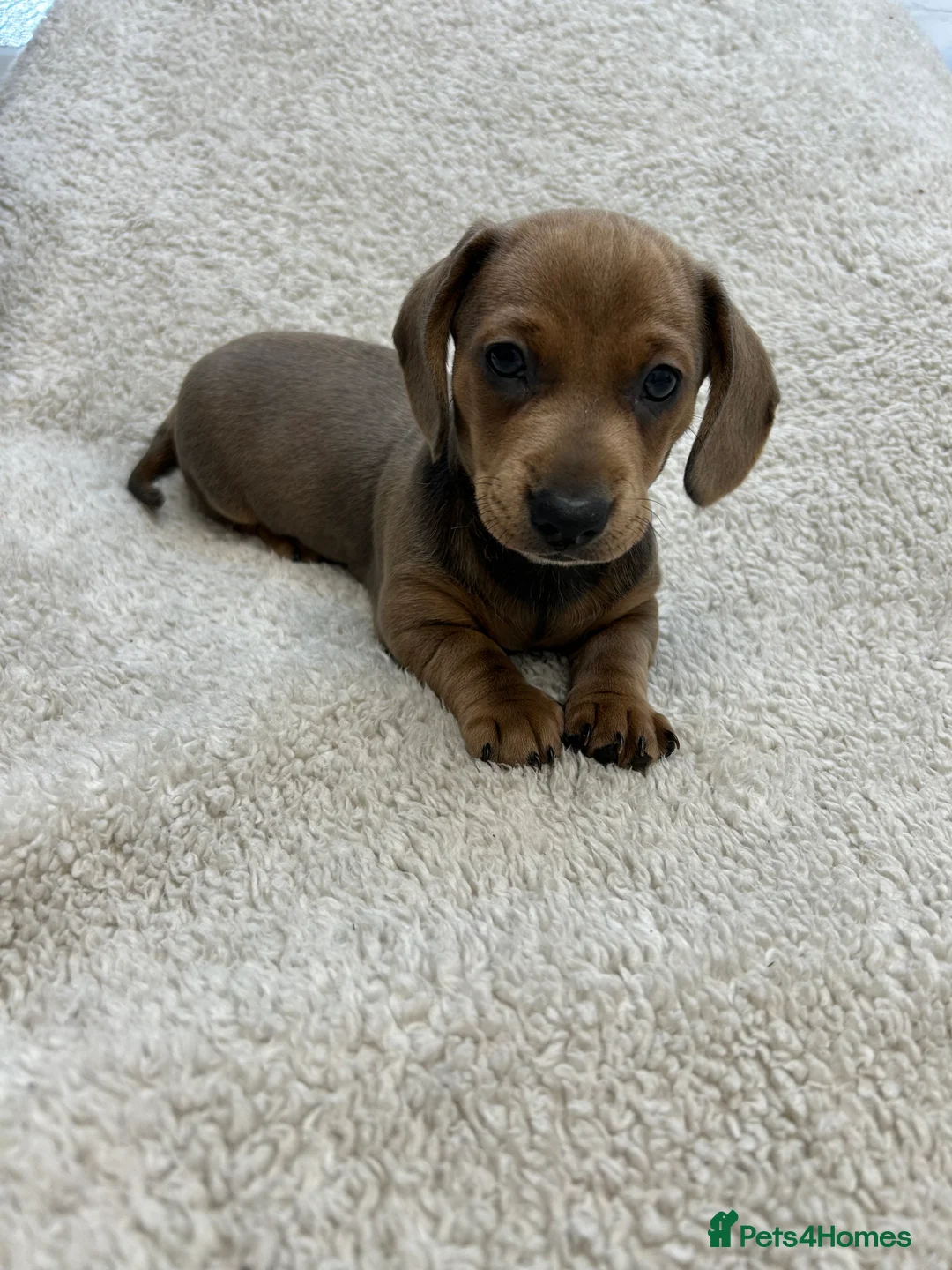 Miniature Dachshund dogs for sale: Miniature Dacshund Carrying PINK!! in Brentwood - Advert 5