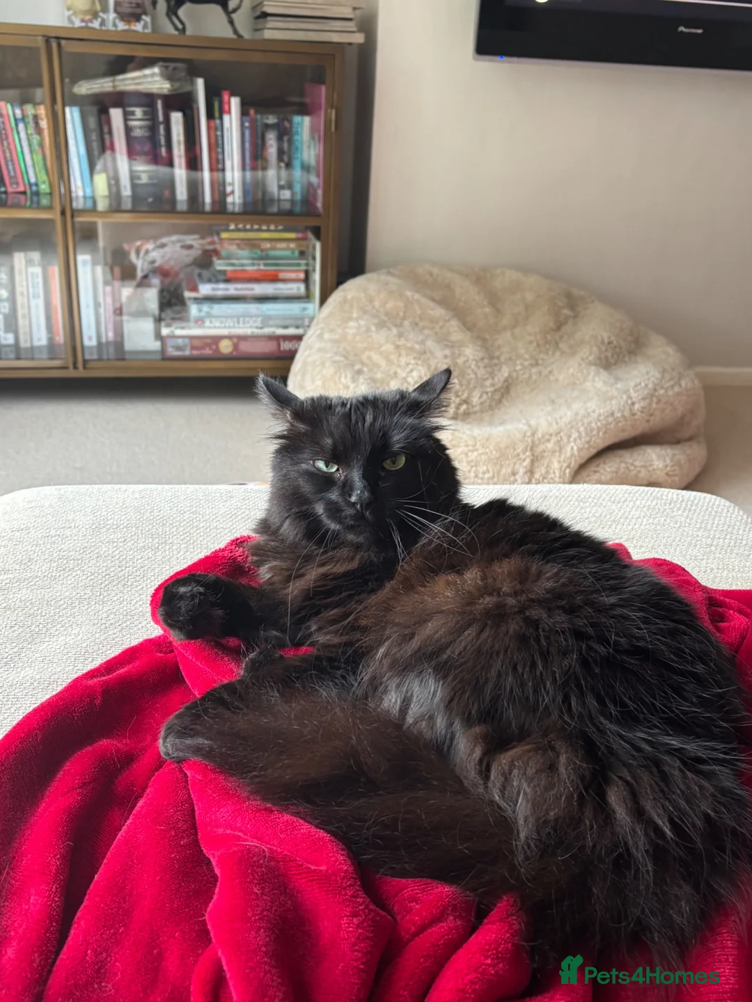 Ragdoll cats for sale: 5 year old female black rag doll mix cat  in Southampton - Advert 2