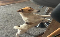 Jack Russell dogs for adoption: Sweet Jenni Looking for Love  - Image 5