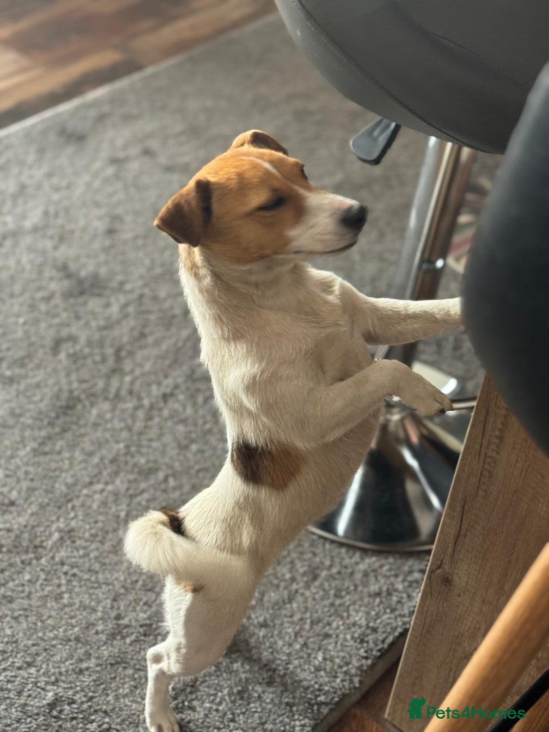 Jack Russell dogs for adoption: Sweet Jenni Looking for Love  - Image 5