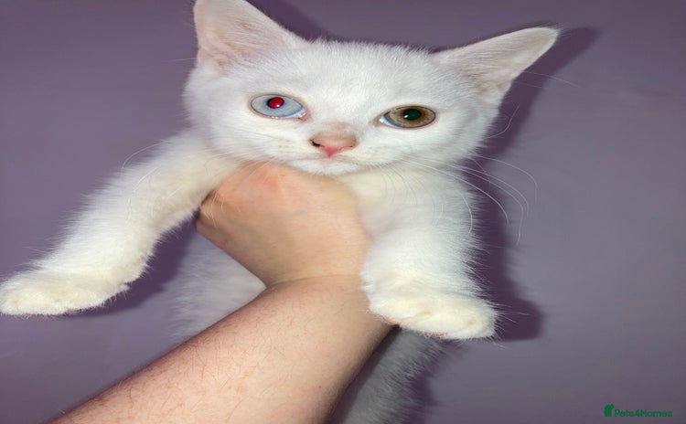 British Shorthair cats - Advert 1