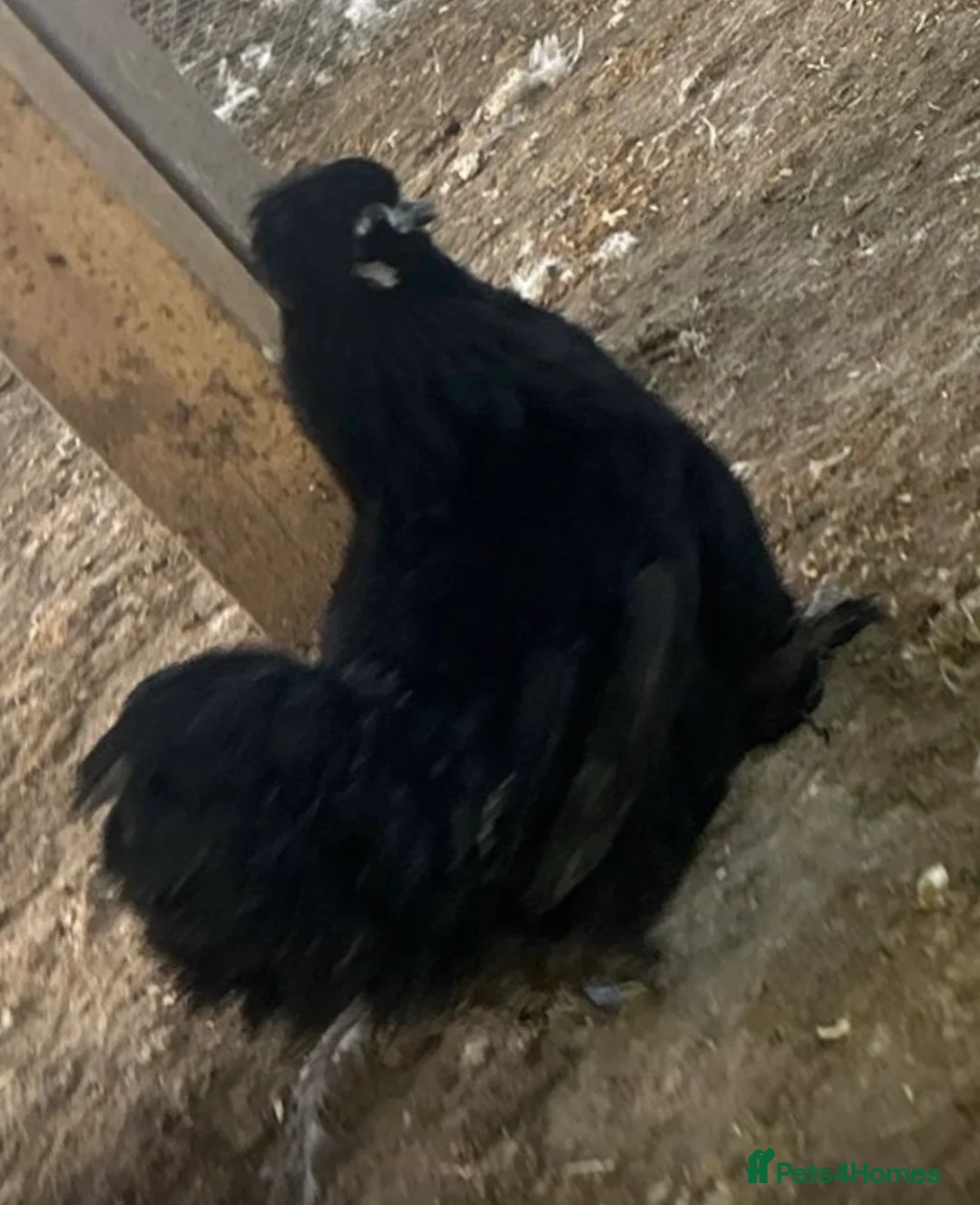 Chickens poultry for sale: 5 bantam hens cross polish silkie  - Advert 2
