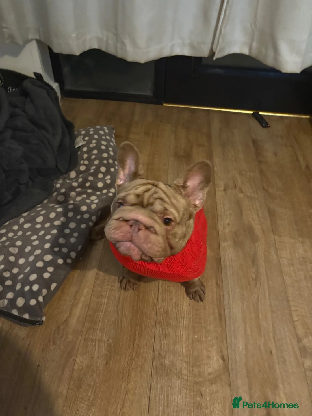 French Bulldog dogs for sale: Ralph  - Advert 2